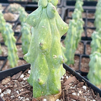 A close-up view of a cactus plant in a black pot, surrounded by other cacti in the background.