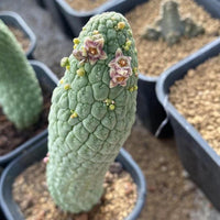 a close-up view of a cactus plant with a textured green body and small pink flowers on its top. The cactus is placed in a black pot, which is placed on a surface with small rocks.