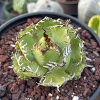 Agave Titanota Succulent - Agave Titanota Filigree