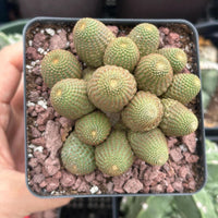 A hand is holding a small cactus plant in a black pot filled with small rocks.