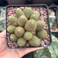 A hand is holding a small cactus plant in a black pot, surrounded by other cacti in the background.