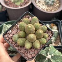 A hand is holding a small cactus plant in a black pot, surrounded by other cacti in various pots.