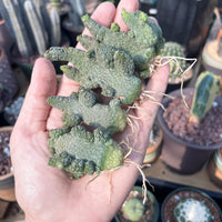 A hand holding several small, green cacti with visible roots, surrounded by other potted plants in a garden or greenhouse setting.