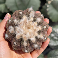 A close-up image of a hand holding a cactus with a fuzzy, brown surface and white spikes.