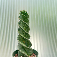 A tall, twisted cactus plant with green, spiky leaves is displayed in a green pot, set against a corrugated metal background.