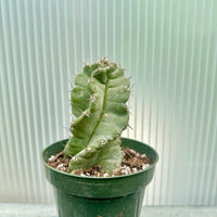 A small cactus plant in a green pot, placed on a metal surface against a green corrugated metal background.
