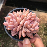A hand is holding a small potted succulent plant with pink, feathery leaves.