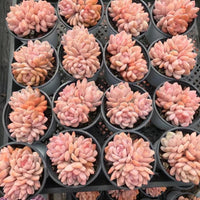 a collection of potted succulent plants with pink, fuzzy leaves arranged in rows.