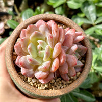 A hand is holding a potted succulent plant with pink and green leaves, set against a background of green foliage.