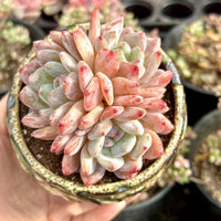 A hand is holding a potted succulent plant with pink and white flowers, surrounded by other potted plants in the background.