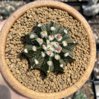 Rare Cactus - Gymnocalycium Mihanovichii LB2178