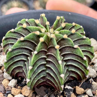 A close-up image of a cactus plant with a textured, striped appearance, surrounded by small rocks.