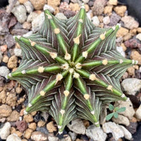 A close-up image of a cactus plant with a star-shaped growth pattern, surrounded by small rocks and pebbles.