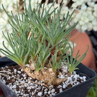 A potted succulent plant with long, thin leaves is the main focus of the image. The plant is placed in a black pot filled with soil and small white pebbles. The background is blurred, but there are some white flowers visible, suggesting a garden or outdoor setting.
