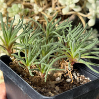 A close-up view of a potted plant with long, thin leaves, possibly a succulent or a similar type of plant.