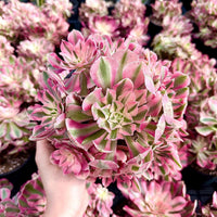 A hand is holding a bouquet of pink and green succulent plants, with the focus on the center of the flowers.