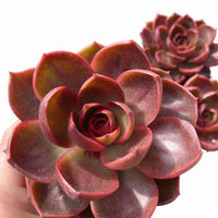 A hand holding a large, vibrant red succulent plant with multiple layers of petals.