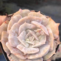 May include: Close-up of a succulent plant with layered, pale pink and cream-colored leaves. The plant is in a dark container, and the leaves have a slightly pointed shape. The overall appearance is delicate and textured.