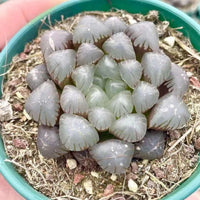 A potted succulent plant with numerous small, round leaves arranged in a circular pattern.