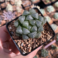 Rare Succulents - Haworthia Cooperi OB1
