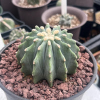 A close-up image of a cactus plant with a textured, spiny green surface, surrounded by small rocks or pebbles.