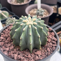 A close-up image of a cactus plant with a textured, spiny green surface, surrounded by small rocks or pebbles.