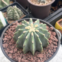 A close-up image of a cactus plant in a pot, with a rocky bedding and a yellow flower at the center.
