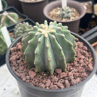 a close-up of a cactus plant in a black pot, surrounded by rocks.