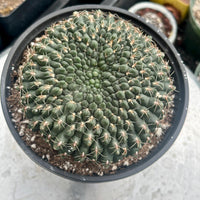 A close-up image of a cactus plant in a black pot, with a textured, spiny appearance.
