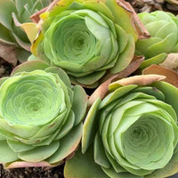 a close-up view of several succulent plants with large, spiral-shaped leaves in various shades of green.