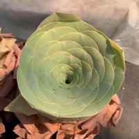 A close-up view of a vibrant green succulent plant with a spiral pattern of leaves, set against a blurred background.