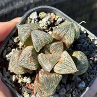 A person's hands holding a potted succulent plant with small, spiky leaves.