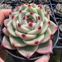 A close-up image of a hand holding a potted succulent plant with a large, intricate flower-like growth.
