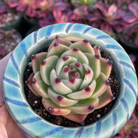 A hand is holding a blue and white ceramic pot containing a succulent plant with a unique, multi-layered growth pattern.