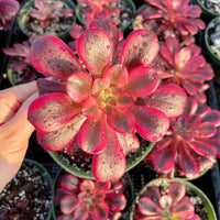 A hand is holding a vibrant red succulent plant with water droplets on its petals, surrounded by other similar plants in green pots.