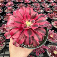 A hand holding a potted succulent plant with large, vibrant pink leaves and a yellow center.