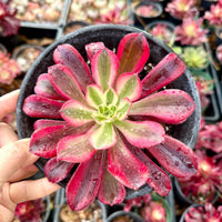A hand is holding a potted succulent plant with vibrant pink and green leaves, with water droplets on the leaves, against a background of other potted plants.