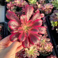 A hand is holding a vibrant red and pink succulent plant with water droplets on its leaves, surrounded by other similar plants.