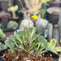 A potted plant with green leaves and a yellow flower in the foreground, surrounded by other potted plants in the background.
