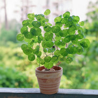 A potted plant with large, round leaves sits on a ledge, with a blurred background of greenery.