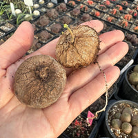 A hand holding two brown, cracked fruits with small sprouts emerging from them, surrounded by various potted plants in the background.