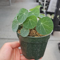 Rare Succulents - Stephania Erecta (Budding Bulb 1.5")