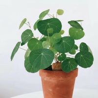 A potted plant with large, vibrant green leaves sits on a white surface, creating a serene and natural atmosphere.
