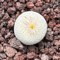A single white cactus flower with a yellow center is the focal point of the image, surrounded by a bed of small rocks and pebbles.