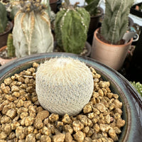 A close-up view of a cactus plant with a fuzzy white surface, surrounded by small rocks in a pot.