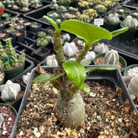 A potted plant with green leaves and a small stem is the focal point of the image, surrounded by various other potted plants in the background.