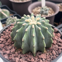 A close-up image of a cactus plant with a textured, spiny green surface, surrounded by small rocks.