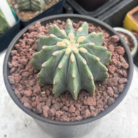 A cactus plant with a round, spiky green body and yellow flowers is displayed in a black pot filled with small red rocks.