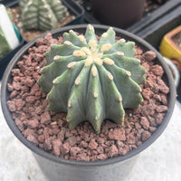 A close-up image of a cactus plant in a pot, with a textured surface and small rocks around it.