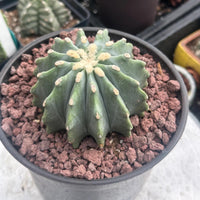A close-up image of a cactus plant in a black pot, with a rocky bedding and a textured surface.